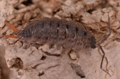 Réf. 148 085 : Porcellio monticola meridionalis