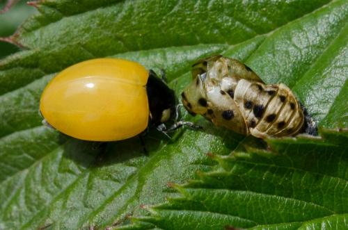 Coccinella sp.