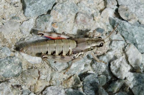 Réf. 148 800 : Podisma pedestris