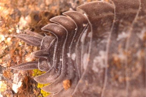 Porcellio sp.