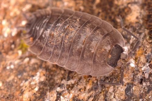 Porcellio sp.