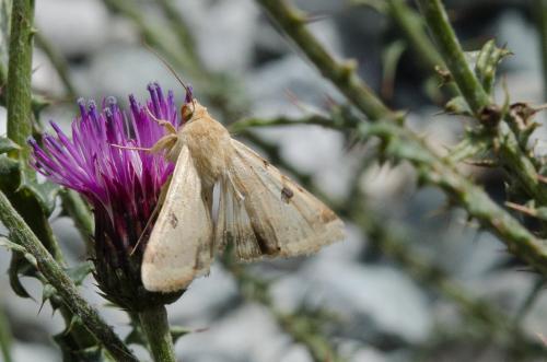 Réf. 148 389 : Heliothis peltigera