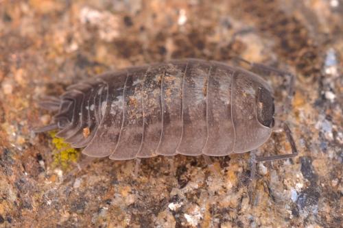 Porcellio sp.