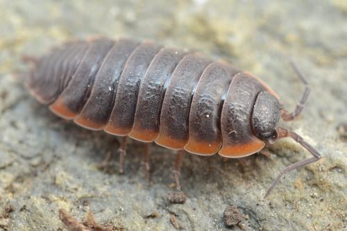 Réf. 148 867 : Porcellio sp.