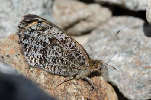 Réf. 148 801 : Erebia montanus
