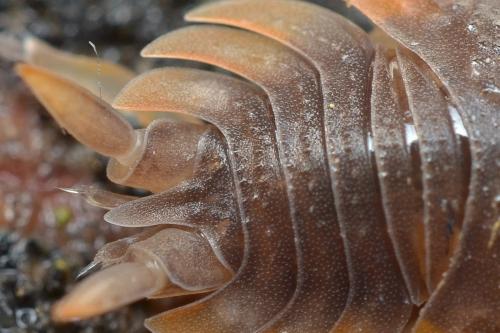 Porcellio sp.