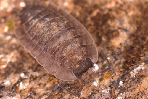 Porcellio sp.