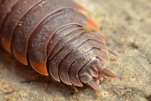 Porcellio sp.