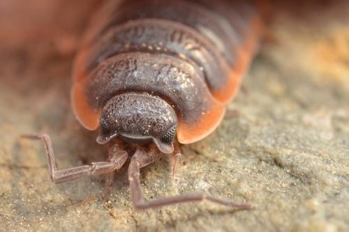 Porcellio sp.