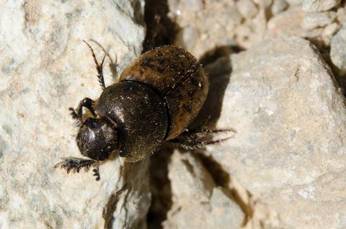 Réf. 148 387 : Onthophagus sp.