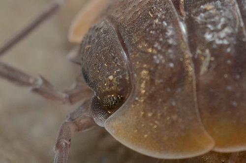 Porcellio sp.