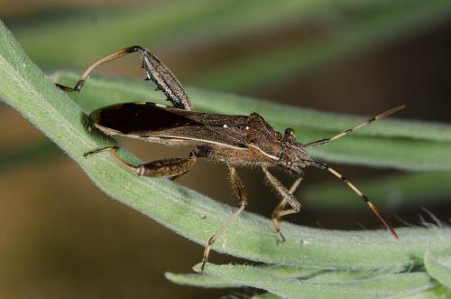 Réf. 148 221 : Camptopus lateralis