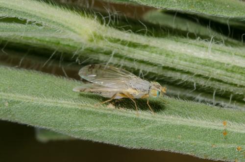 Réf. 148 217 : Acanthiophilus helianthi