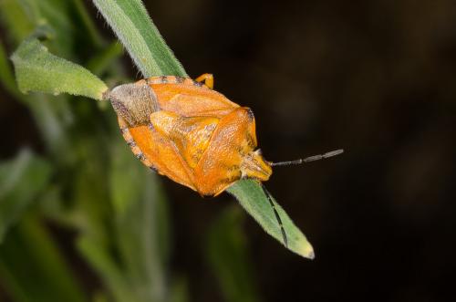 Réf. 148 282 : Carpocoris pudicus