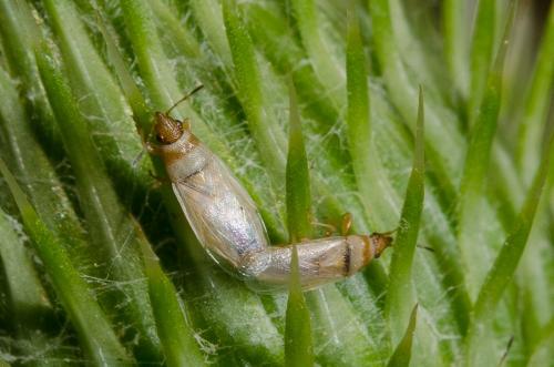 Oxycarenus pallens