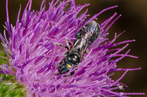 Ceratina sp.