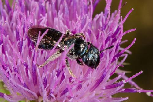 Ceratina sp.