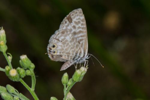 Réf. 148 215 : Leptotes pirithous