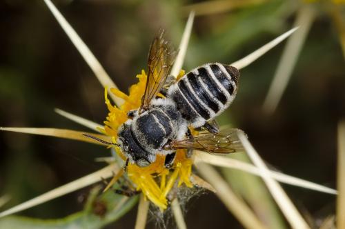 Megachile sp.