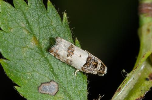 Réf. 148 216 : Epinotia thapsiana