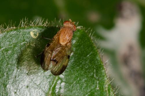 Minettia inusta
