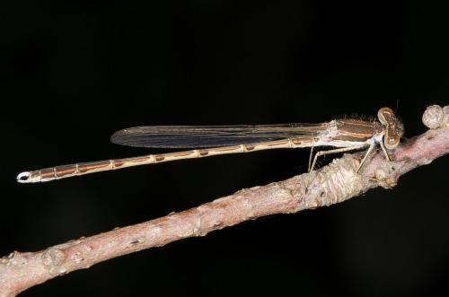 Sympecma fusca