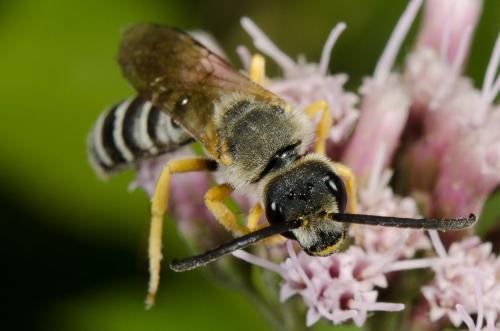 Réf. 148 759 : Halictus scabiosae