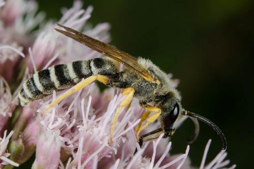 Halictus scabiosae