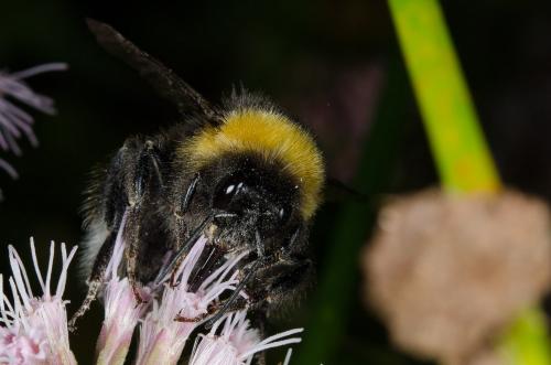Bombus sp.
