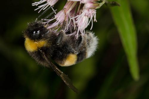 Bombus sp.