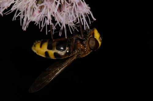 Volucella zonaria