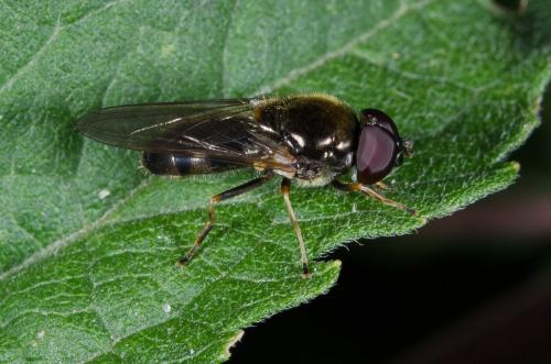 Cheilosia scutellata