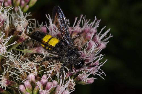 Scolia hirta