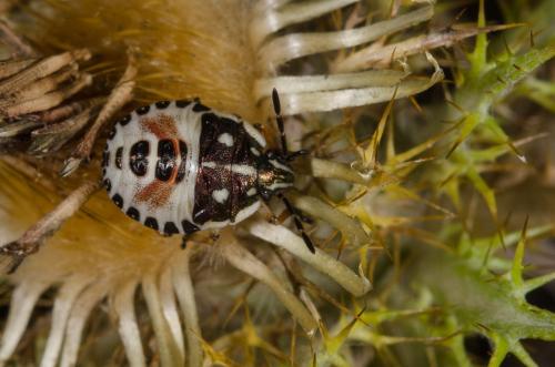 Réf. 148 697 : Carpocoris sp.