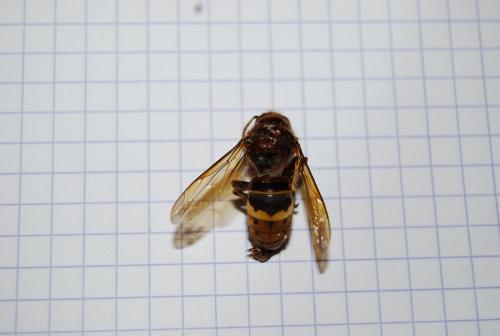 Vespa crabro