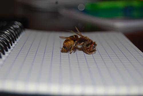 Vespa crabro