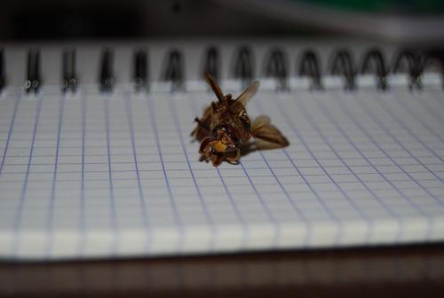 Vespa crabro
