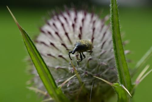 Larinus turbinatus