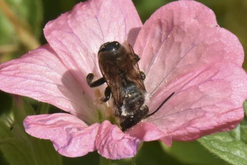 Megachile sp.