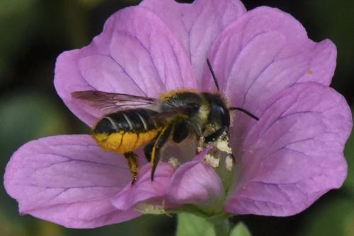 Réf. 148 089 : Megachile centuncularis