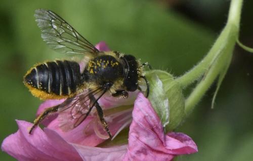 Réf. 148 091 : Megachile centuncularis