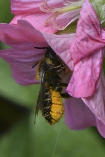 Megachile sp.