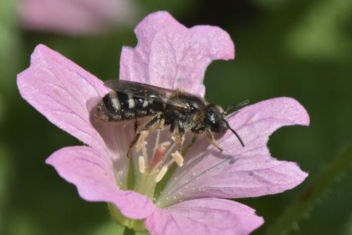 Réf. 148 531 : Lasioglossum sp.