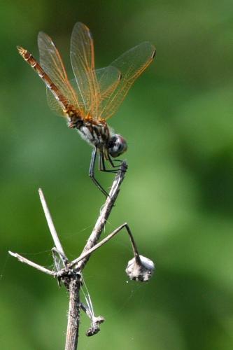 Trithemis annulata