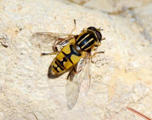 Helophilus pendulus