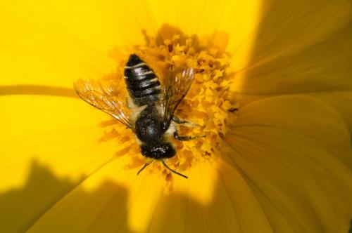 Réf. 148 885 : Megachile centuncularis