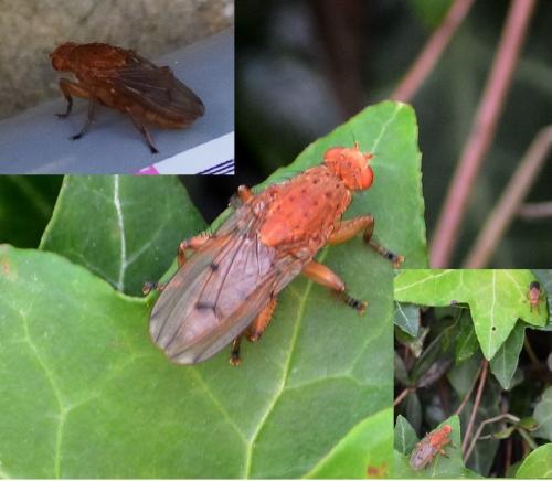 Suillia gigantea