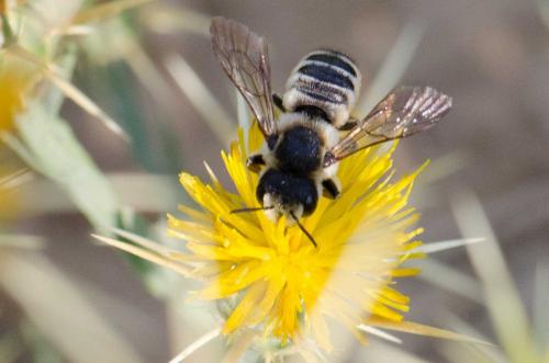 Réf. 148 687 : Megachile albisecta