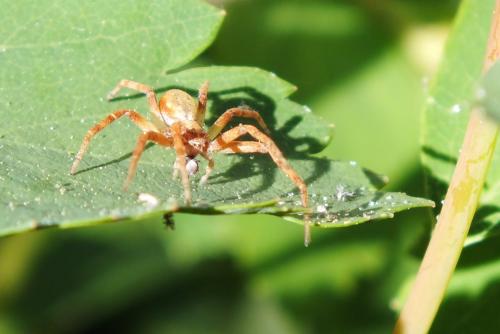Philodromus sp.