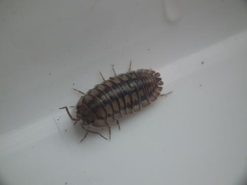Réf. 148 606 : Armadillidium nasatum